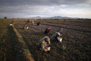 زنان کدام استان بیشتر در کشاورزی شاغل هستند؟