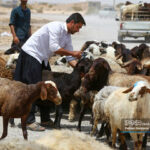 مدیرعامل اتحادیه مرکزی دام سبک: افزایش نرخ دام زنده در پی گرانی دلار/ قاچاق گوساله‌ از پاکستان به ایران