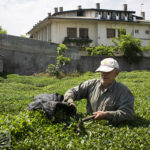 نرخ خرید تضمینی چای در  ۱۴۰۳